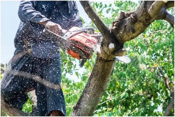 tree services Shady Grove